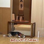 ガオだらけな日々　