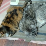 にゃんズの母（認知症と猫とわたし）