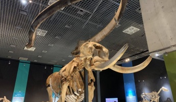 【画像】国立科学博物館の「大哺乳類展」にいくよ!恐竜の化石もあるみたい