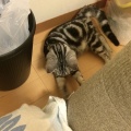 子供３人のうち２人が障害あるお宅は、夫の稼ぎと実の両親と同居しているせいか金回りがいい。子供にブランド着せて、年末に一尾７００円の海老天買って・・・。モヤモヤする。
