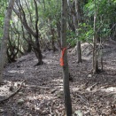 四国霊場22番→23番札所遍路道　後山越え