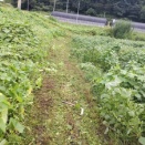 蔓延るアレチウリの侵入