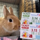 今月はいよいようさフェスタ春！