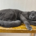 クーマちゃん、ひさしぶり