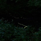 『横浜のヘイケボタル④　2022/07/16』の画像