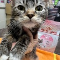 ゴキブリ屋敷からの子猫、ロッテ君