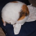 猫に小判を与えたら。 埋蔵金：千九百拾弐両　そしてぇ・・・またぁ・・・。
