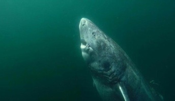 512歳のサメが見つかってしまう 織田信長の生まれる30年前から生きてる模様