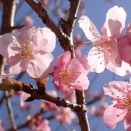 河津桜