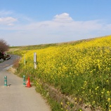 『桜はまだかいな〜』の画像