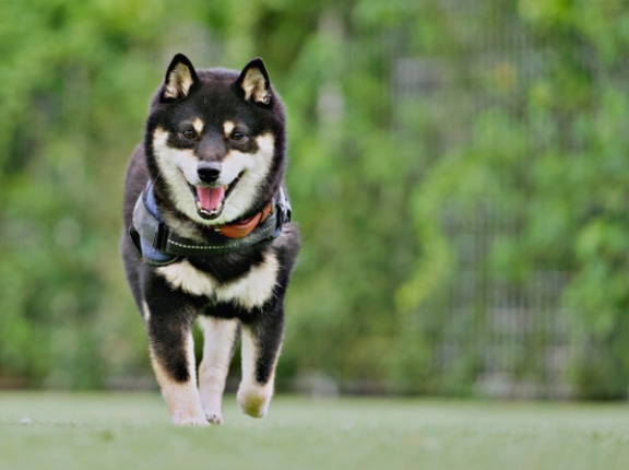 動物健康相談にポニーの乗馬体験！キッチンカーグルメも！『西部緑地公園 北塚園地』で『動物愛護フェスティバル2026』開催。9月23日。