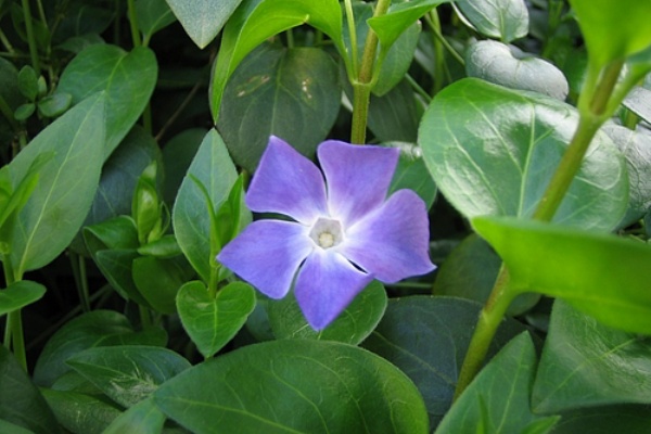 道草 キョウチクトウ科