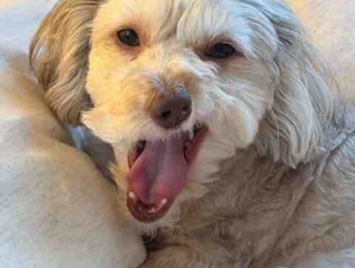 京都Lounge MIDORI　くせ