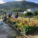 自治会花壇の世話 10月18日