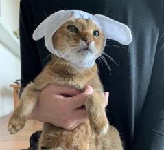 ちびシナモロール子ちゃん