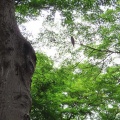 蔵出し画像金龍寺のアオバズク2🦉📸（太田市）
