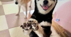 ここちゃんは実は天才だった説、その３
