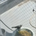 ヒヨドリ・鳩