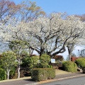 大庭台墓地の桜