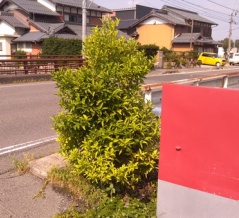 2025年08月29日（金）・・・シークワーサー、0829