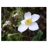 『☆秋明菊☆』の画像