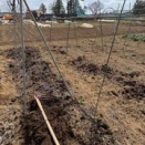 秋に播き忘れたものを春に蒔く