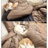 うちの犬のルカ。【９４】