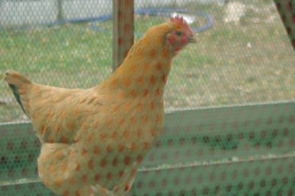 ちくちくへいめん子 あみもの