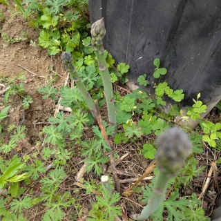 都心から郊外へ１２年目