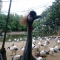 鳥の天国 沖縄の隠れアミューズメント ネオパーク