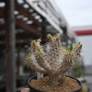 ギラウミアナ＆入荷植物