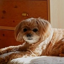 Nico non vuole camminare