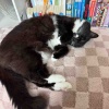 【ポチクロ猫日記】猫尻ドラムでポンポコどんどこ【１０日目】
