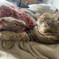 お耳を踏まれてるんにゃもん