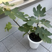 イチジクは庭に植えるな？