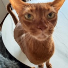 朝の抱っこ渋滞