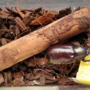 【グラシロ】給餌