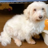 『パルくん、苦しい状態が続いています』の画像
