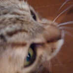 我が家の猫にゃんず