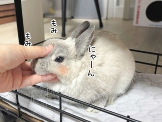 うさぎのルリ(3/26追記)