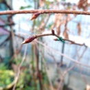 2026.03.01 ワカキノサクラ