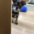 チワシュナ