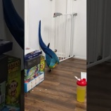 『パパの腹肉にいたずらをするルリコンゴウインコがかわいい』の画像