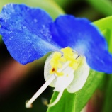 『徒然に光マイクロバブル（233）ミモザの春（4）』の画像