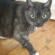 姉の家の猫が甘えてくれた話と名古屋でのランチ