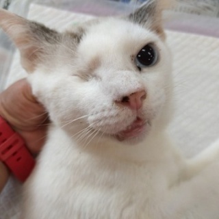 NPO犬猫みなしご救援隊・代表ブログ・みなしご庵へようこそ