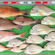 2025年11月17日　釣果