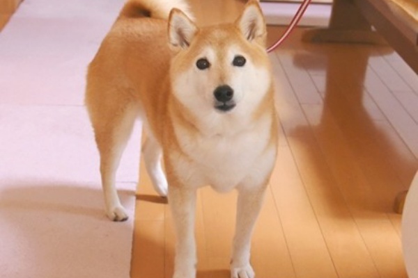 かぼすちゃんとおさんぽ りんごちゃん Powered By ライブドアブログ