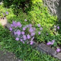 7月8日のお稽古ー洗い茶巾