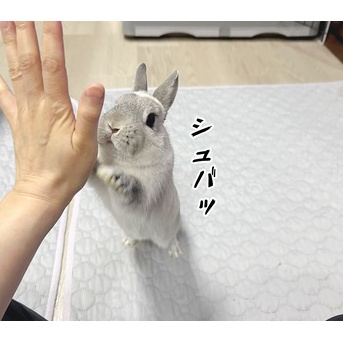 うさぎのルリ(2/10追記)